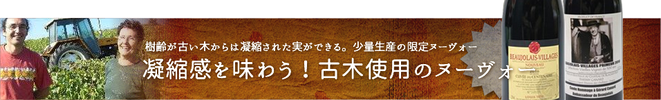 限定古木
