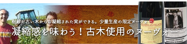 限定古木
